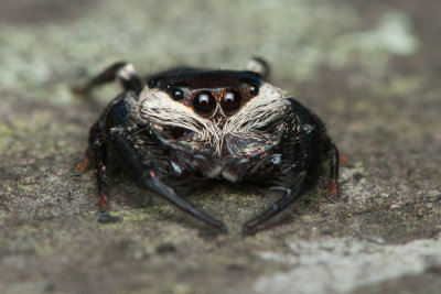 Mangrove Jumper (Male)