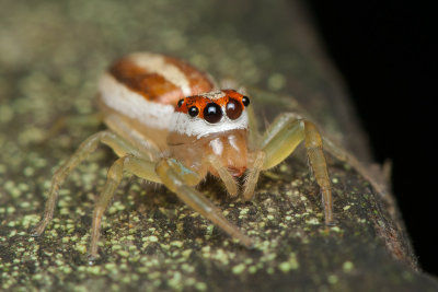 Wide-Jawed Viciria (Female)