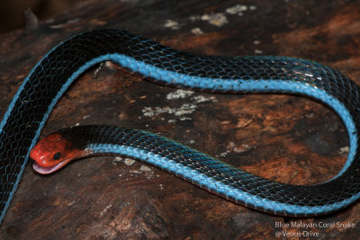 Blue Malayan Coral Snake