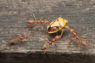 Weaver ants and a Shield bug.