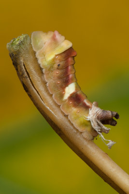 Caterpillar of the Sumatran Sunbeam
