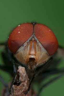 Common Housefly