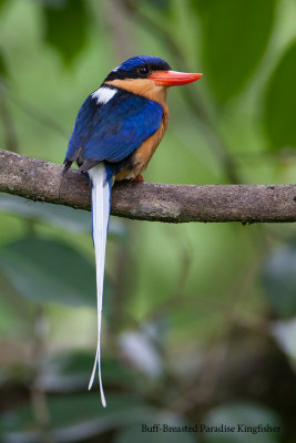 Buff Breasted Paradise Kingfisher