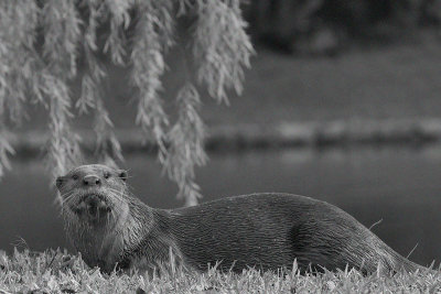 Smooth Coat Otter