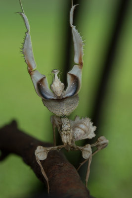 Giant Devil Flower Mantis