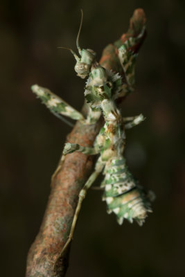 Thistle Mantis