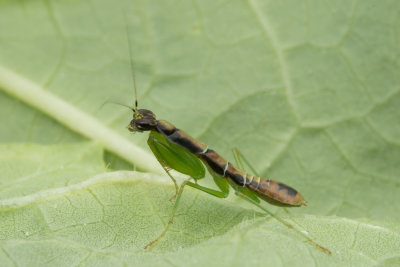 Ant-Mimicking Mantis