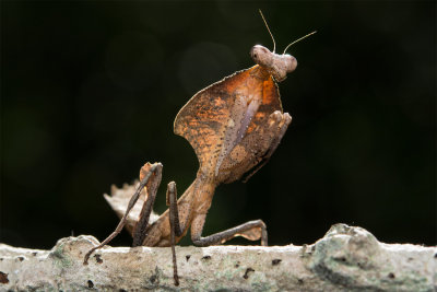 Dead Leaf Mantis