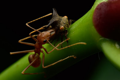 Weaver ant & a Planthopper