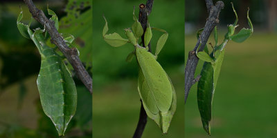 Leaf-Insect.jpg