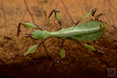 Leaf Insect Nymph