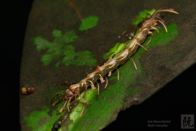 Ant-Mimic/Erebid Moth Caterpillar