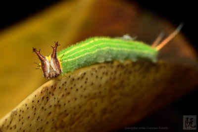 Common Palmfly Caterpillar