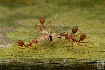 Weaver ants with Huntsman spider