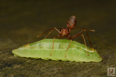 Weaver Ant with Oakblue Caterpillar