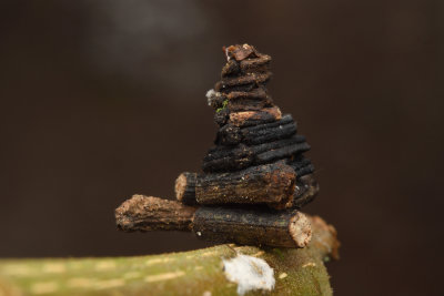 Case Moth Bagworm