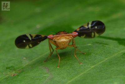 Platystomatidae (Signal Fly)