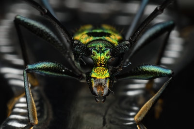 Longhorn Beetle (chloridolum thomsoni)