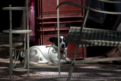 Lazy days in Languedoc