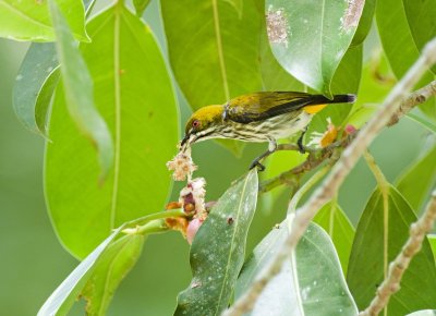Yellow-vented Flowerpecker
