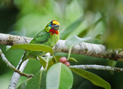 Red-throated Barbet
