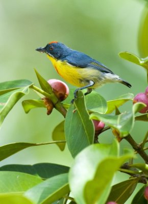 Crimson-breasted Flowerpecker