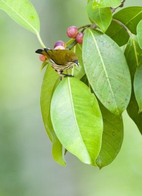 Yellow-vented Flowerpecker