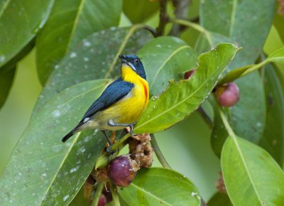 Crimson-breasted Flowerpecker