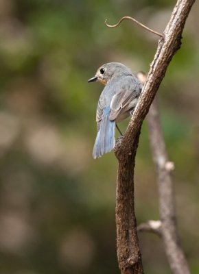 Tickell's Blue Flycatcher