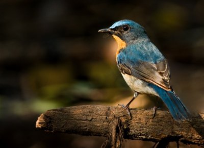 Tickell's Blue Flycatcher