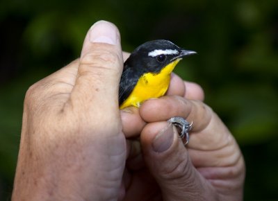 Yellow-rumped Flycatcher