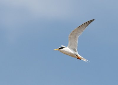 Little Tern