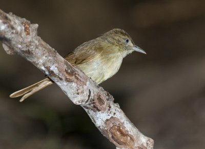 Grey-eyed Bulbul