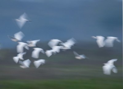 Cattle Egret