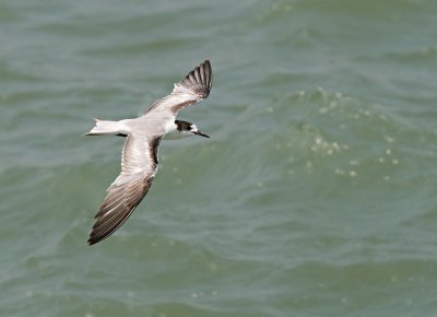 Common Tern