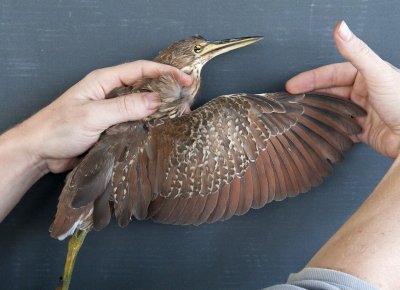 Cinnamon Bittern