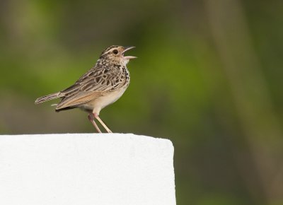 Indochinese Bushlark