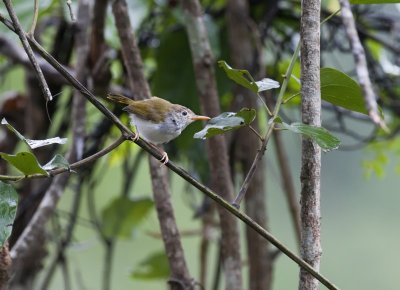 Dark-necked Tailorbird