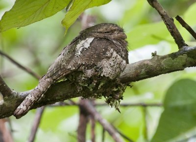 Owls;Frogmouths and Nightjars