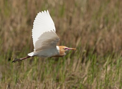 Cattle Egret