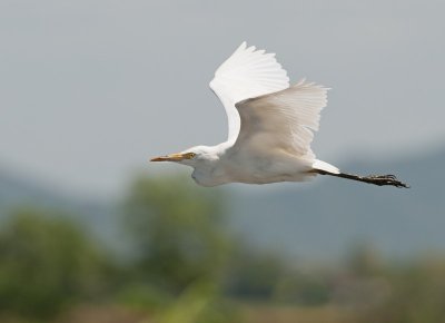 Cattle Egret