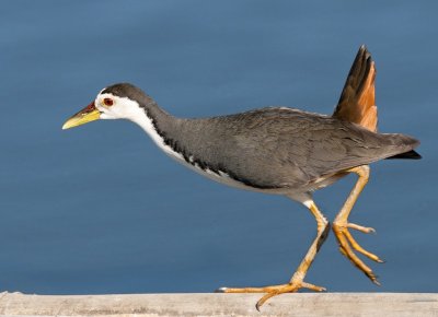 White-breasted Waterhen