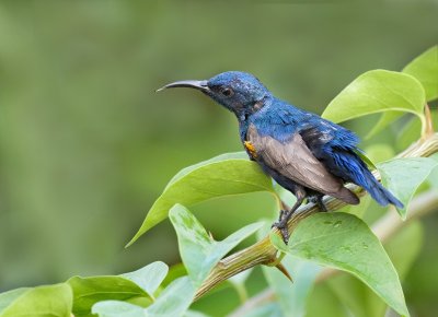 Purple Sunbird