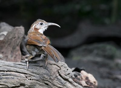 Large Scimitar Babbler