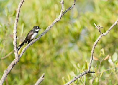 Pied Fantail