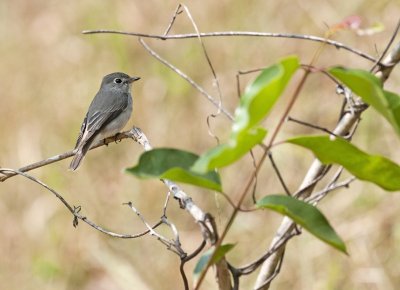 Asian Brown Flycatcher