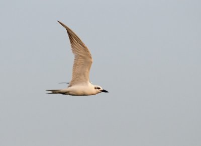 Gull-billed Tern