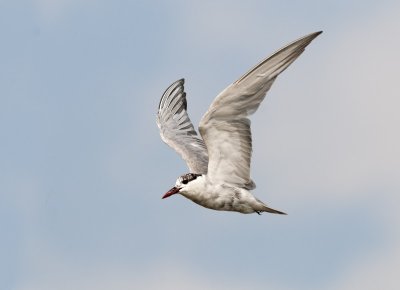 Whiskered Tern