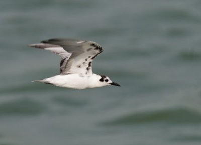White-winged Tern