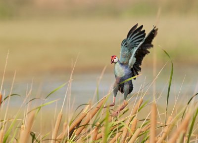 Purple Swamphen